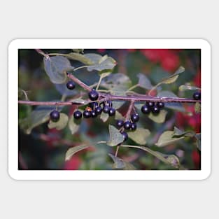 Blueberries and Ladybug Sticker